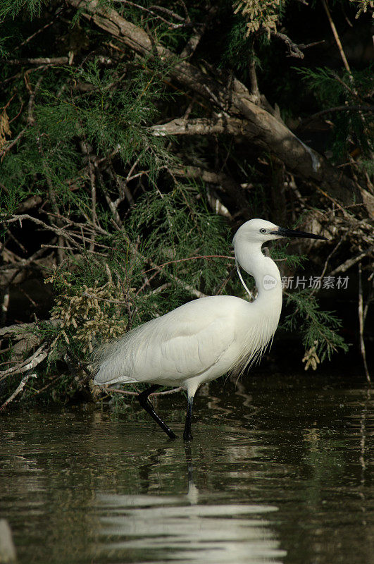 小白鹭(Egretta garzetta)